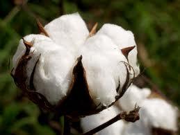 Why Cotton?